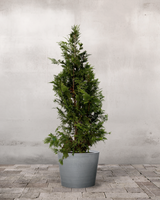 type=Greenify Udendørskrukke/color=Grå