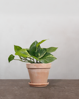 type=Terracotta krukke/color=Terracotta