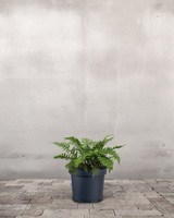 type=Ingen krukke/color=Ingen farve