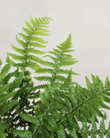 Guldskælbregne, Dryopteris affinis