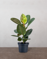 type=Ingen krukke/color=Ingen farve