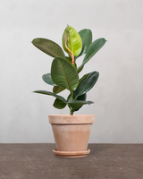 type=Terracotta krukke/color=Terracotta