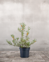 type=Ingen krukke/color=Ingen farve