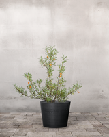 type=Greenify Udendørskrukke/color=Sort