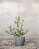 type=Greenify Udendørskrukke/color=Grå