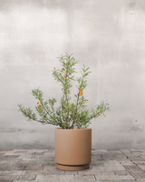 type=Simple krukke/color=Pale Terracotta