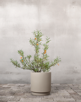 type=Simple krukke/color=Light Sand