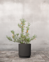 type=Simple krukke/color=Warm Black