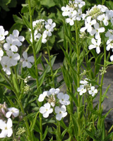 Natviol, Hesperis Natronalis Alba - 12 cm potte