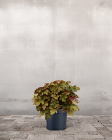 type=Ingen krukke/color=Ingen farve