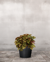 type=Greenify Udendørskrukke/color=Sort