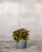 type=Greenify Udendørskrukke/color=Grå