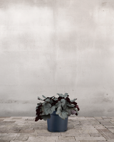 type=Ingen krukke/color=Ingen farve