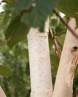 Himalajabirk, Betula utilis 'Jacquemontii' - 350-400 cm