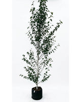 Himalajabirk, Betula utilis 'Jacquemontii' - 350-400 cm