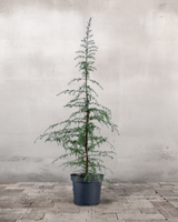 type=Ingen krukke/color=Ingen farve