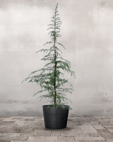 type=Greenify Udendørskrukke/color=Sort