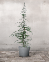 type=Greenify Udendørskrukke/color=Grå