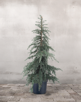 type=Ingen krukke/color=Ingen farve