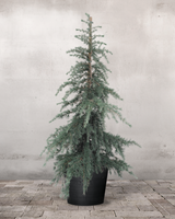 type=Greenify Udendørskrukke/color=Sort