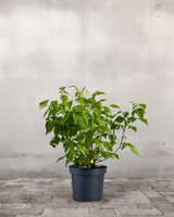 type=Ingen krukke/color=Ingen farve