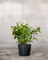 type=Greenify Udendørskrukke/color=Sort