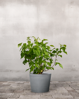 type=Greenify Udendørskrukke/color=Grå