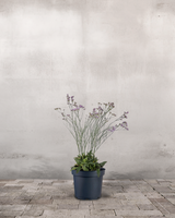 type=Ingen krukke/color=Ingen farve