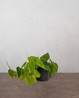 type=Ingen krukke/color=Ingen farve