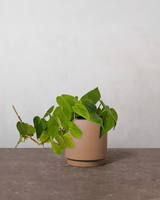 type=Simple krukke/color=Pale Terracotta