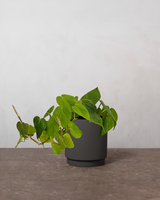 type=Simple krukke/color=Warm Black