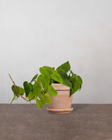 type=Terracotta krukke/color=Terracotta