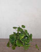 type=Ingen krukke/color=Ingen farve