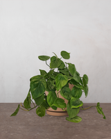 type=Simple krukke/color=Pale Terracotta