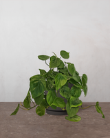 type=Simple krukke/color=Warm Black