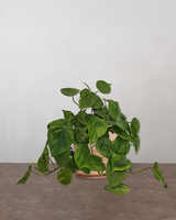 type=Terracotta krukke/color=Terracotta