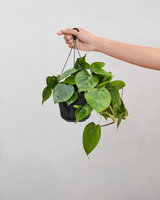 Hjertephilodendron, Philodendron scandens - 25-35 cm