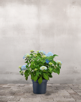 type=Ingen krukke/color=Ingen farve