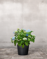 type=Greenify Udendørskrukke/color=Sort