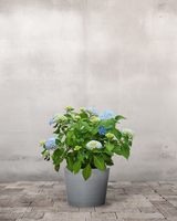 type=Greenify Udendørskrukke/color=Grå