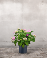 type=Ingen krukke/color=Ingen farve