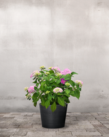 type=Greenify Udendørskrukke/color=Sort