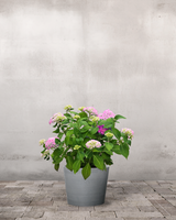 type=Greenify Udendørskrukke/color=Grå