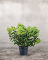 type=Ingen krukke/color=Ingen farve