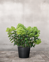 type=Greenify Udendørskrukke/color=Sort