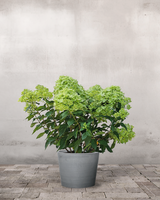 type=Greenify Udendørskrukke/color=Grå