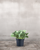 type=Ingen krukke/color=Ingen farve