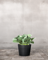 type=Greenify Udendørskrukke/color=Sort