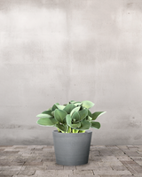 type=Greenify Udendørskrukke/color=Grå