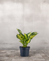 type=Ingen krukke/color=Ingen farve